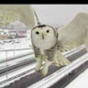 Meet your Posher, Shannon l.